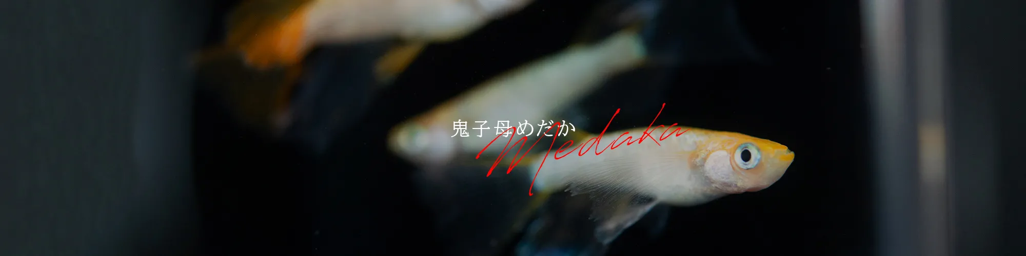 鬼子母めだか